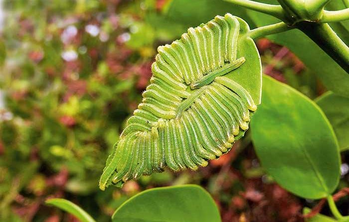 Forty two salmon arab butterfly caterpillars on a meswak leaf in Mumbai