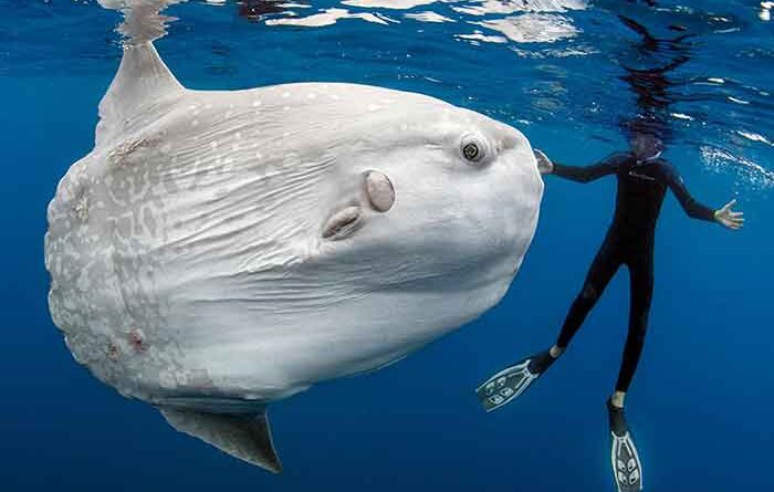 A diver swims near an Ocean sunfish or Mola