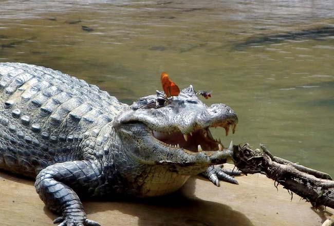 Butterfly and bee drinking crocodile tears