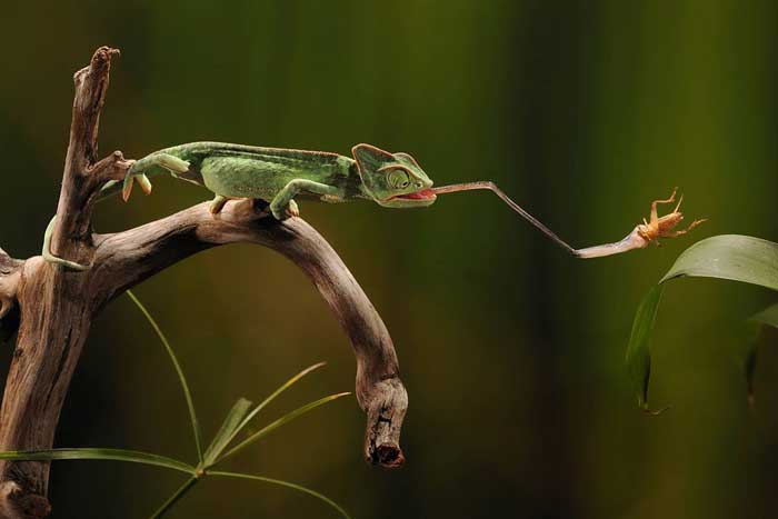 Chameleon using it's tongue to catch insect