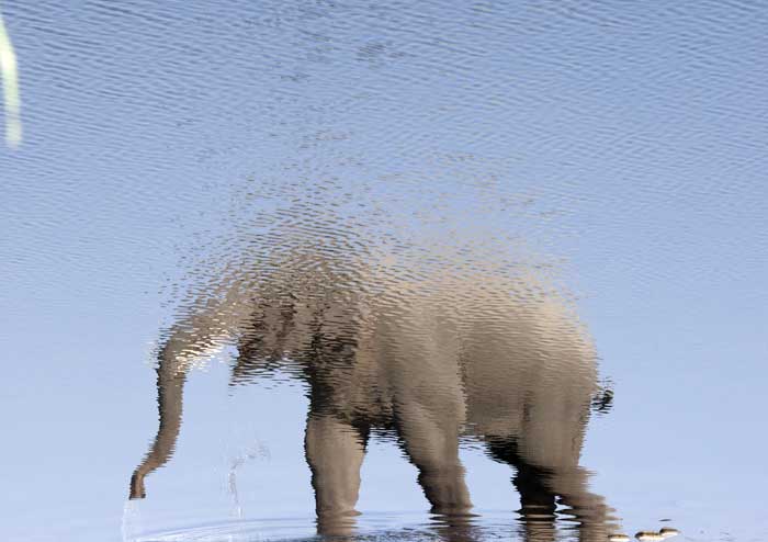 Inverted image of an elephant