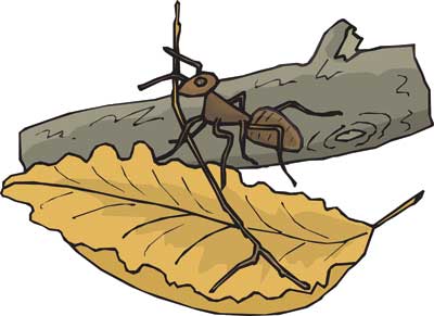 Worker ant on a leaf