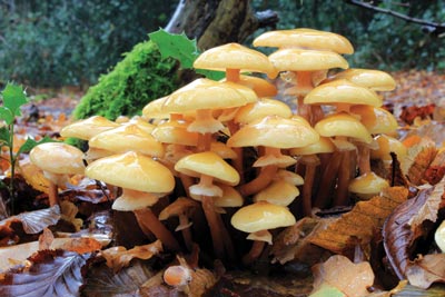 Armillaria solidipes or honey mushroom