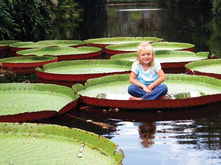 Girl sitting on leaf pad of Victoria Amazonica water lily