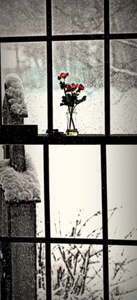 Window with red flowers in a vase