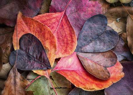 Heart-shaped autumn leaves