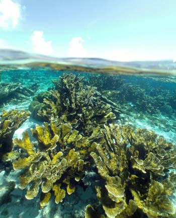 Corals pictured underwater