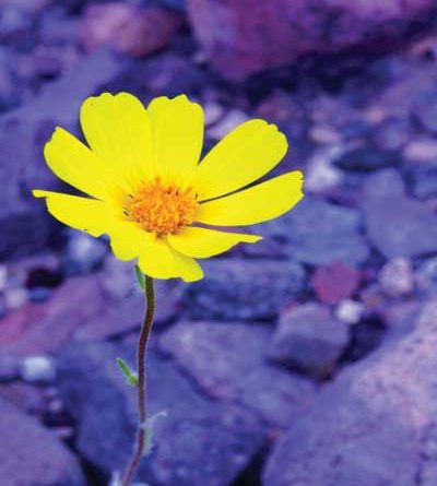 Yellow wildflower growing amidst rocks