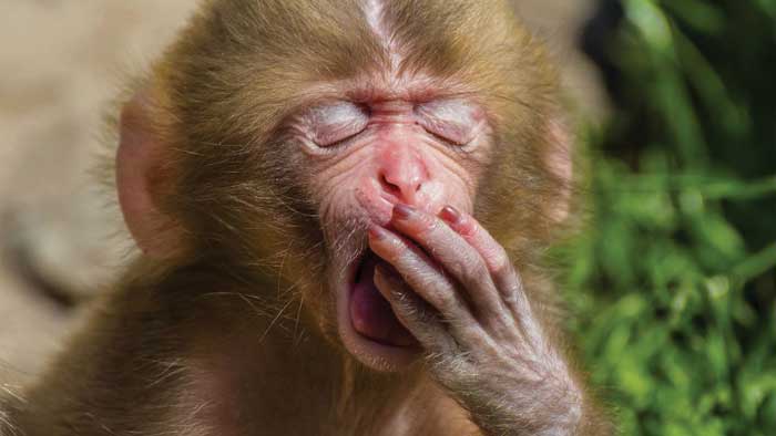 Baby monkey yawning