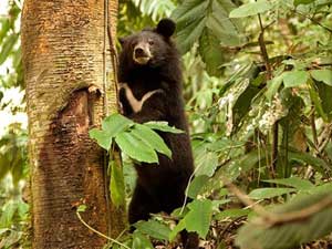 Himalayan Black Bear at Garampani Sanctuary