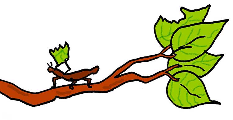 A leaf cutter ant carrying a leaf across a branch of a tree