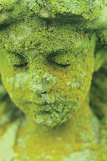 Moss on statue