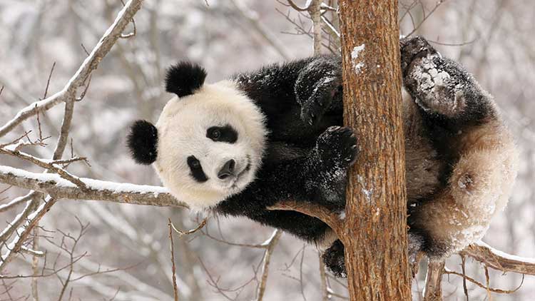 Panda clinging to a branch piled with snow