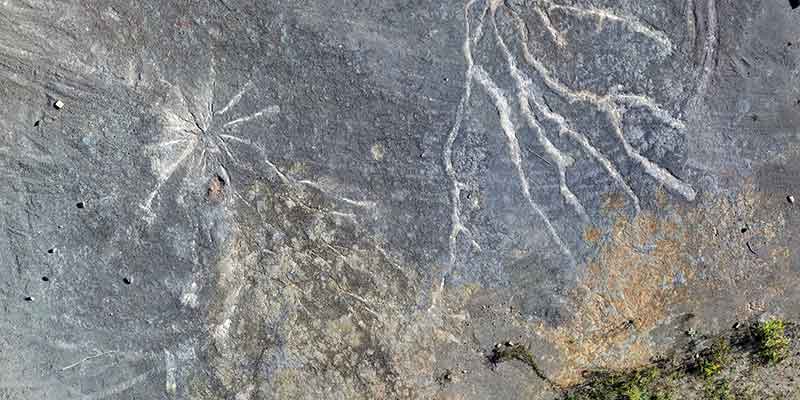 Fossil forest in Cairo, New York