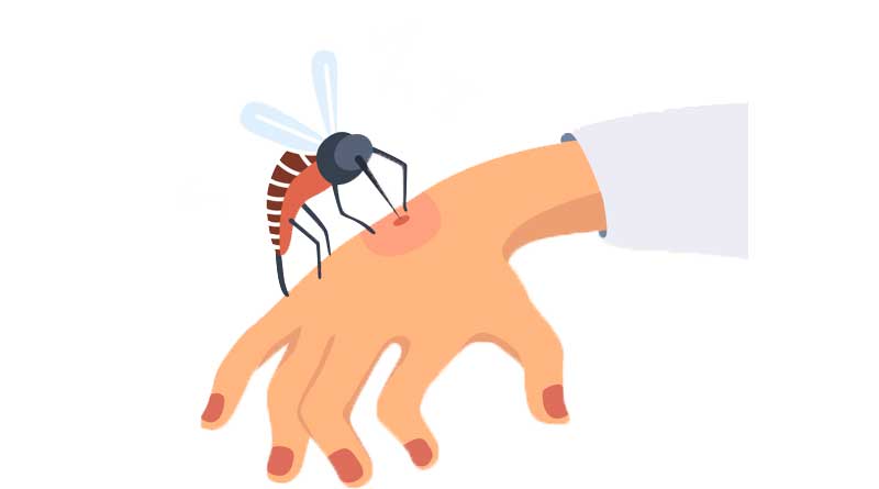 Illustration of mosquito biting human hand