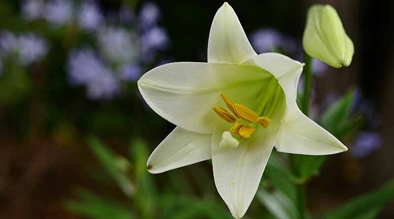Easter lily