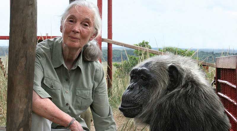 Jane Goodall with LaVielle at the Tchimpounga Chimpanzee Rehabilitation Center in the Republic of the Congo.