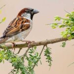 Sparrow sitting on a tree branch