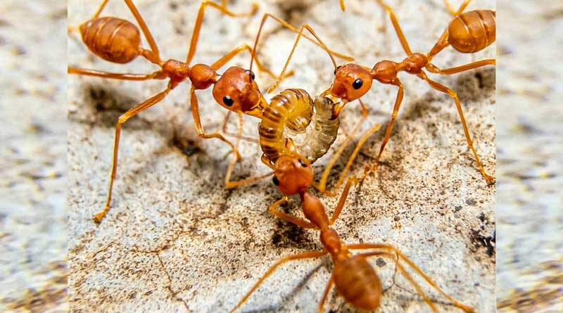 Ants feeding on an insect