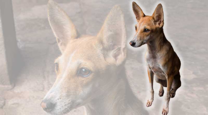 Indian pariah dog with pointed ears